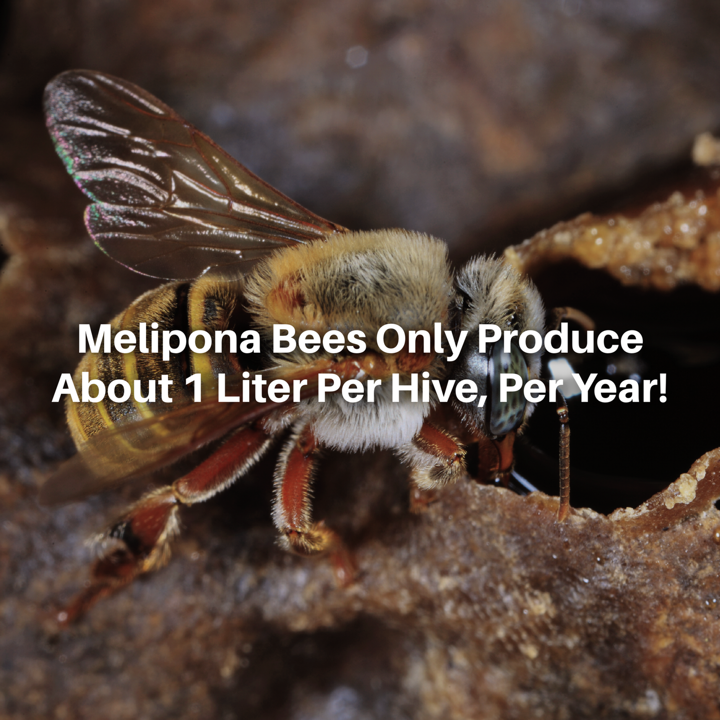 100% Pure Melipona Honey Eye Drops - Made By Rare Stingless Bees