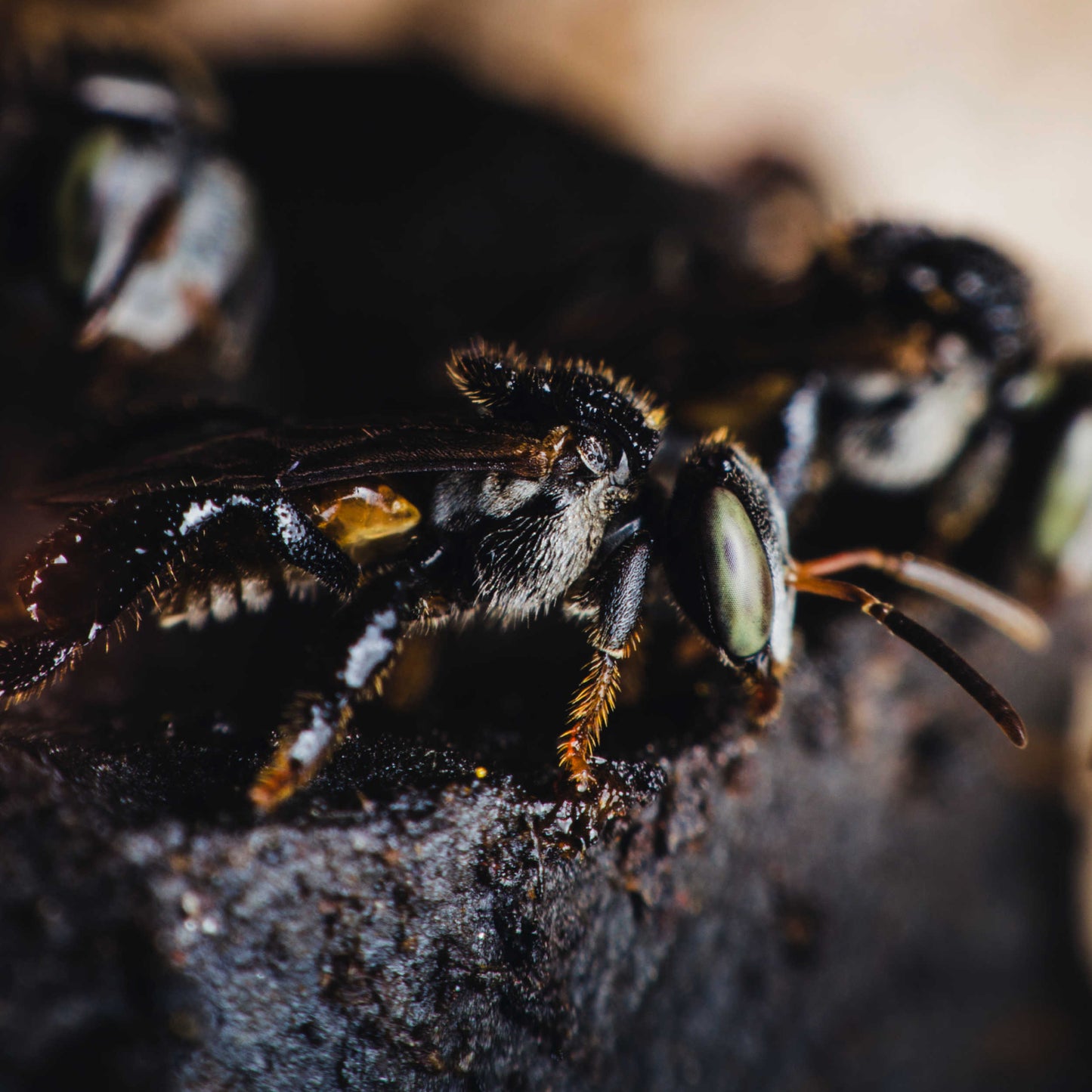 100% Pure Melipona Honey Eye Drops - Made By Rare Stingless Bees